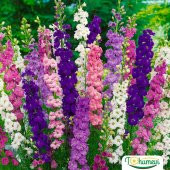 Hazeran Çiçeği (Delphinium) Süvari Mahmuzu Çiçeği (50 tohum) - 3