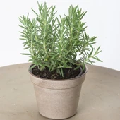 Kuş Dili Biberiye Fidanı 5 Adet Rosmarinus Officinalis  10-20 cm thumbnail 2