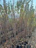 TÜPLÜ 3 YAŞ FORTUNE ERİK FİDANI BOY 150-180 CM - 2