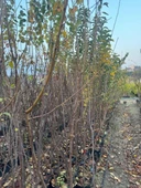 TÜPLÜ 3 YAŞ FORTUNE ERİK FİDANI BOY 150-180 CM - 3