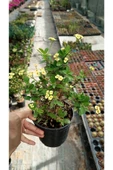 Dikenler Tacı Çiçeği Euphorbia Milii - 2