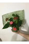 Antoryum (antherium) Bitkisi Kırmızı Çiçekli (flamingo Çiçeği) - 3