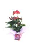 Flamingo Çiçeği Antoryum Anthurium & Pembe Sarım Kırmızı Kurdele Saksıda Hediyelik Canlı Çiçek thumbnail 2