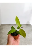 Lila Sarı renk çiçek açan mum çiçeği fidanı - 2