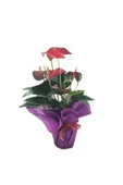 Flamingo Çiçeği Antoryum Anthurium & Mor Sarım Kırmızı Kurdele Saksıda Hediyelik Canlı Çiçek - 1