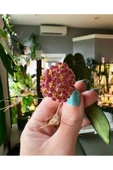 Lila Sarı renk çiçek açan mum çiçeği fidanı - 3