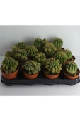 Yavrulu Kaynana Topuzu Kaktüsü Echinopsis Oxygona - 2