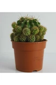 Yavrulu Kaynana Topuzu Kaktüsü Echinopsis Oxygona - 3