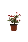 Euphorbia Milli Dikenler Tacı Kırmızı Çiçekli 20cm Iç Mekan Dekoratif Bitki - 1