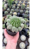 Kaynana Topuzu Kaktüsü Orta Boy Echinopsis Tubiflora thumbnail 1