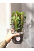 Süt Ağacı Süt Kaktüsü Plastik Saksıda Euphorbia Trigona - 2
