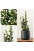 Bonsai Para Ağacı Dekoratif Saksıda Hediyelik - 1