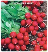 Ata Mirası Geleneksel Kırmızı Fındık Turp Tohumu (50 tohum) - 1