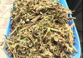 Yapışkan Otu  Andız Otu ( Altın Başak Otu ) 100 Gr - 1