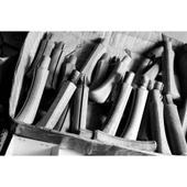 Antonini Old Bear Pruning 17cm (S) Bağ Çakısı - 11