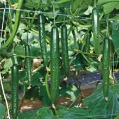 Sırık Langa Salatalık Tohumu 15 Adet Tohum thumbnail 2