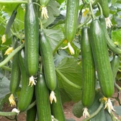 Sırık Langa Salatalık Tohumu 15 Adet Tohum thumbnail 3