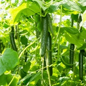 Sırık Langa Salatalık Tohumu 20 Adet Tohum thumbnail 4