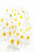 ByOzras Hobi Kelle Papatya Kafası 4 Cm Çap (50 Adet) Mini Kumaş Çiçek Süsleme - 1