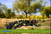 Olivka OLV 3600 Teleskopik Zeytin Silkme Hasat Makinesi - 6