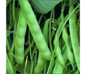 Yerli Ata Tohumu Sırık Boncuk Ayşe Fasulye 25 Gr thumbnail 2