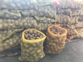 Agria Yerli Tohumluk Patates 1 Kg - 2