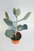 Kalanchoe Bracteata (Hildebrandtii) gümüş kaşık sukulent - 2