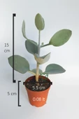Kalanchoe Bracteata (Hildebrandtii) gümüş kaşık sukulent - 5