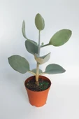 Kalanchoe Bracteata (Hildebrandtii) gümüş kaşık sukulent - 1