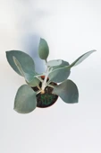 Kalanchoe Bracteata (Hildebrandtii) gümüş kaşık sukulent - 4