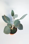 Kalanchoe Bracteata (Hildebrandtii) gümüş kaşık sukulent - 3