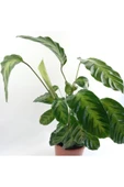 Calathea Warscewiczii Fidanı thumbnail 1