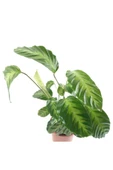 Calathea Warscewiczii Fidanı thumbnail 2