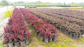 Berberis X Ottawensis Superba, Bordo Hanım Tuzluğu, Saksıda - 3