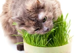 Markapet Doğal Kedi Çimi (Tüy Yumağı Önleyici) 100 gr Standart - 1