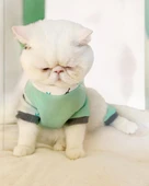 Minty Palm Kalın Penye Kedi Tulum Pijama thumbnail 5