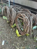 5 YAŞ ,5-7 M BOYUNDA ÇEKİRDEKSİZ SULTANİYE ÜZÜM FİDANI thumbnail 4