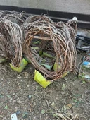 5 YAŞ ,5-7 M BOYUNDA ÇEKİRDEKSİZ SULTANİYE ÜZÜM FİDANI thumbnail 1