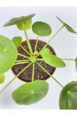 Çin Para Çiçeği Ev Salon Çiçeği Pilea Çiçeği Peperomioides - 2