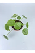 Çin Para Çiçeği Ev Salon Çiçeği Pilea Çiçeği Peperomioides - 1