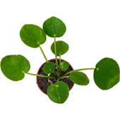 Çin Para Çiçeği Çin Para Bitkisi 10-20 cm Pilea Peperomioides thumbnail 1