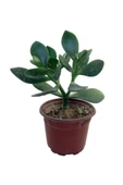 Crassula Ovata Para Çiçeği Sukulent 10-20 Cm thumbnail 2