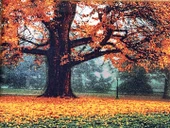 Kayıp Mevsimin Hikayesi Adlı İran Tebriz Halı Tablo 123x73cm - Duvar Halı Kilim Tablo thumbnail 4