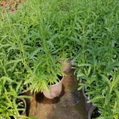 Indigo Moru Lavanta Fidanı 10-20 cm thumbnail 3