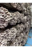 TohumGübre 20.000 Adet Istiridye Kavak Kayın Yaprak Mantarı Tohumu, Yeteri Kadar Ekim Poşeti, Eğitim Kılavuzu - 1