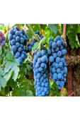 Tarımsal ve Hayvansal Ürünler 5000 Adet Üzüm Fidanı Tohumu thumbnail 5