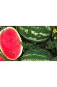 TohumGübre 300 Adet Köylü Karpuzu Tohumu thumbnail 5