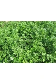 TohumGübre 5000 Adet Geniş Yapraklı Köylü Maydanoz Tohumu thumbnail 2