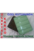 TohumGübre Beyaz Şapkalı Kültür Mantarı Tohumu Ekili Kutu Ve Yönerge thumbnail 1