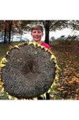TohumGübre 200 Adet İri Çekirdekli Dev Boylu Ayçekirdeği Tohumu thumbnail 5